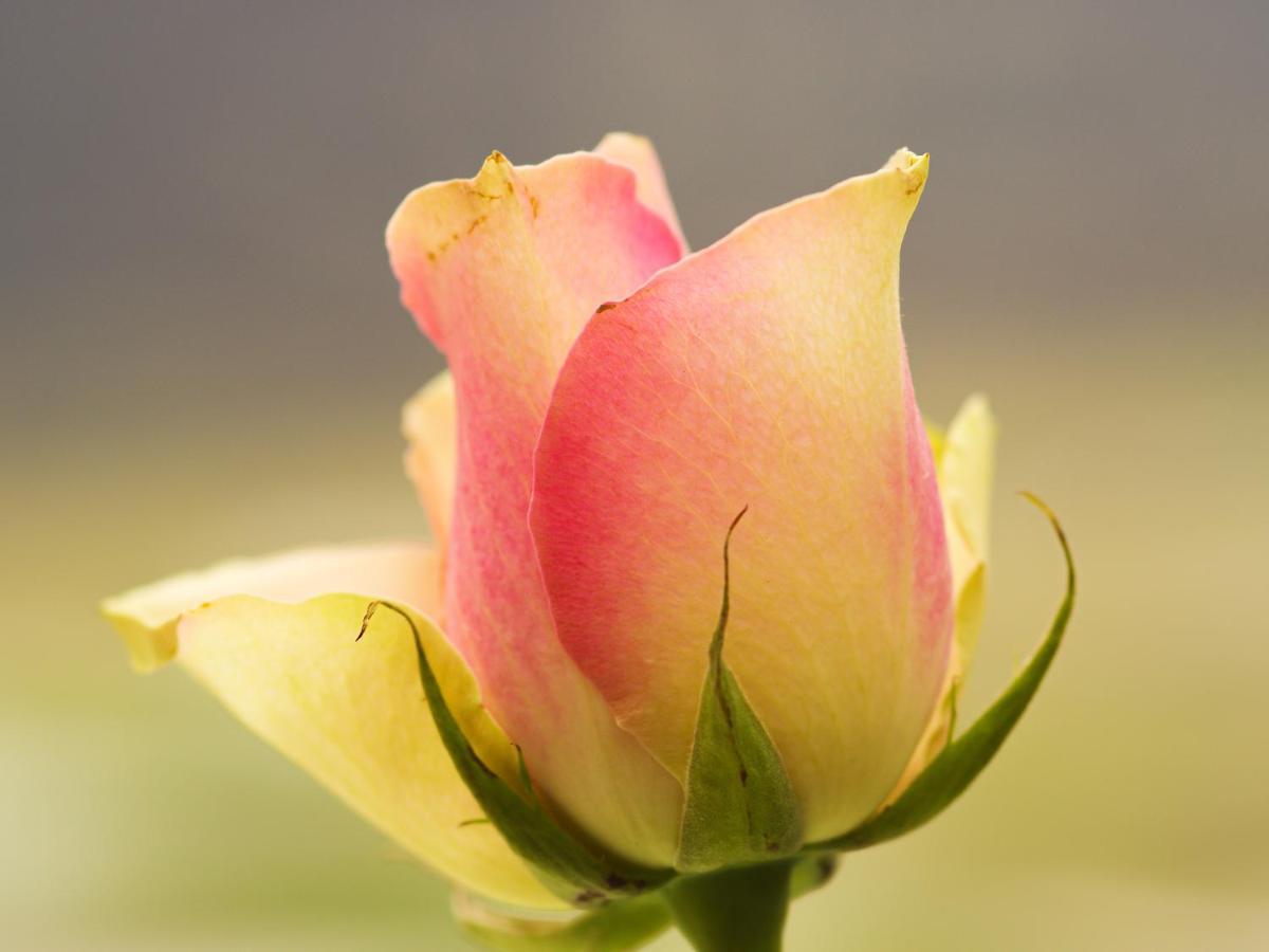 بروتيرود Herberge Zur Rose المظهر الخارجي الصورة